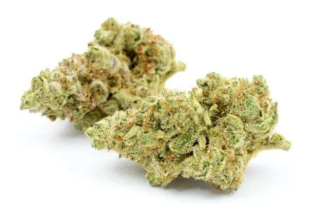 Premium Cannabis by Micro Clinic, Westland High-quality cannabis buds presented by Micro Clinic, Westland, supporting local community wellness